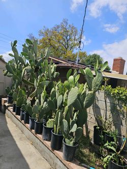 Cactus/Nopales