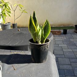 Snake Plants
