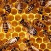 Cauldronbees
