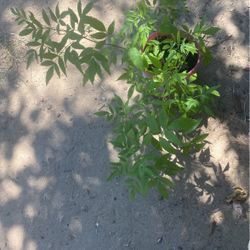 Esperaza $5.00  Florea Como La Ultima Foto