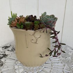 Arrangements With Succulent Plants 