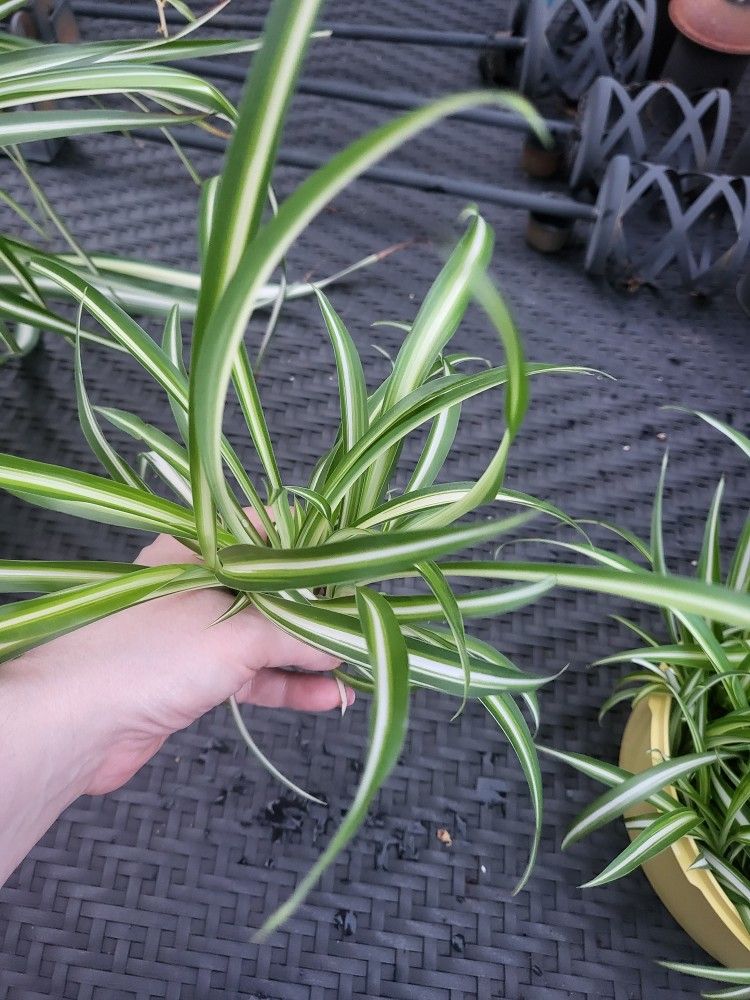 3 Spider Plant Babies