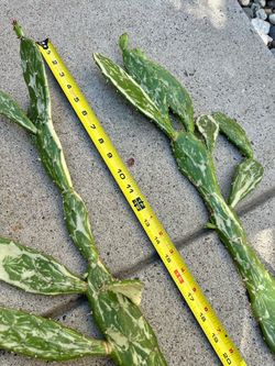 Tall Healthy Opuntia Monacantha Variegated -Joseph’s Coat Cacti