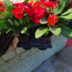 Coronas De Cristo Diferentes Colores 