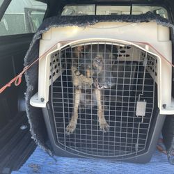 XL Dog Travel Kennel