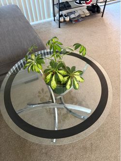 Glass Coffee Table
