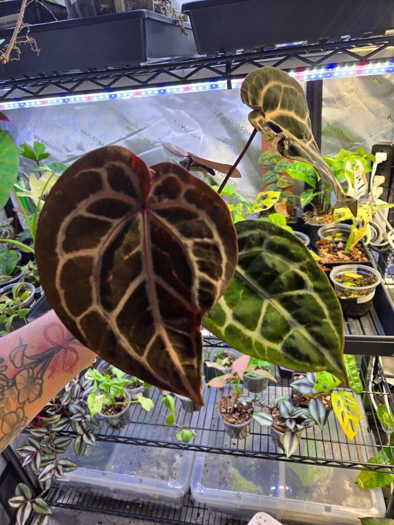 Various Tropical Plants