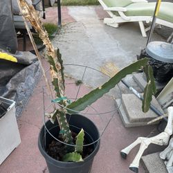 Dragon Fruit Trees 