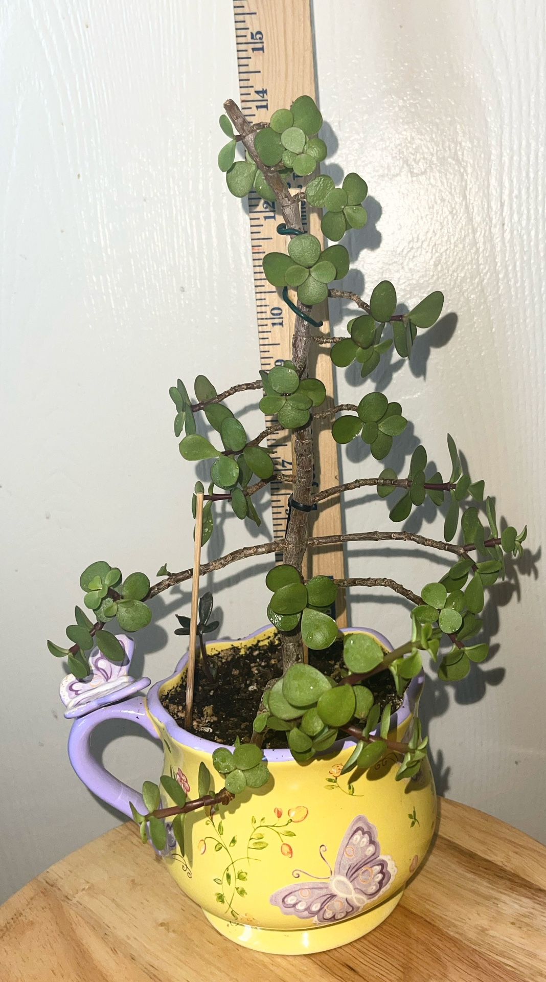 Portulacaria Afra (live Succulent Elephant Plant)