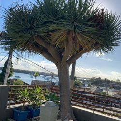 Dragon Draco 5 Gallon