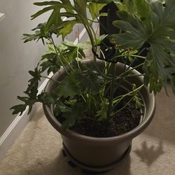 Philodendron indoor plant 