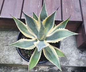 Mature agave cactus