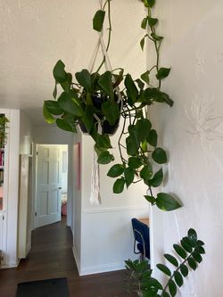 Pothos in macrame hanger