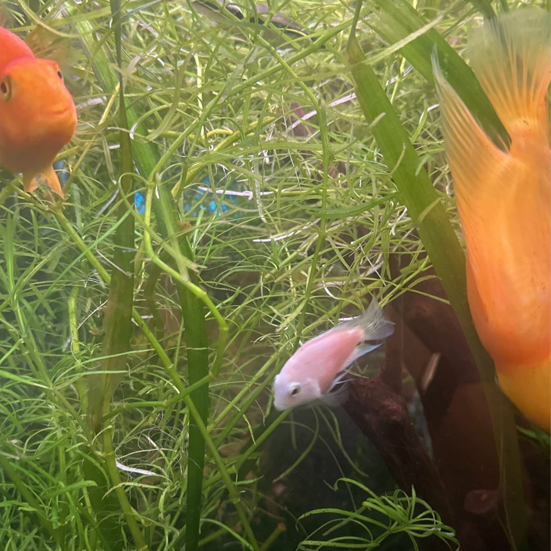 Guppy Grass