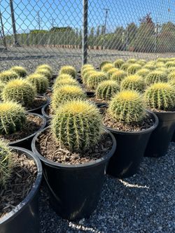 Golden barrel cactus