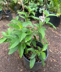 Planta de Muicle