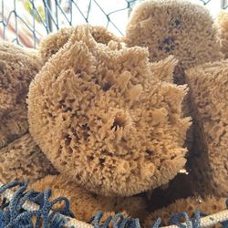 Wholesale Sea Sponge