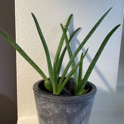 Aloe Vera-4 Small Plants 