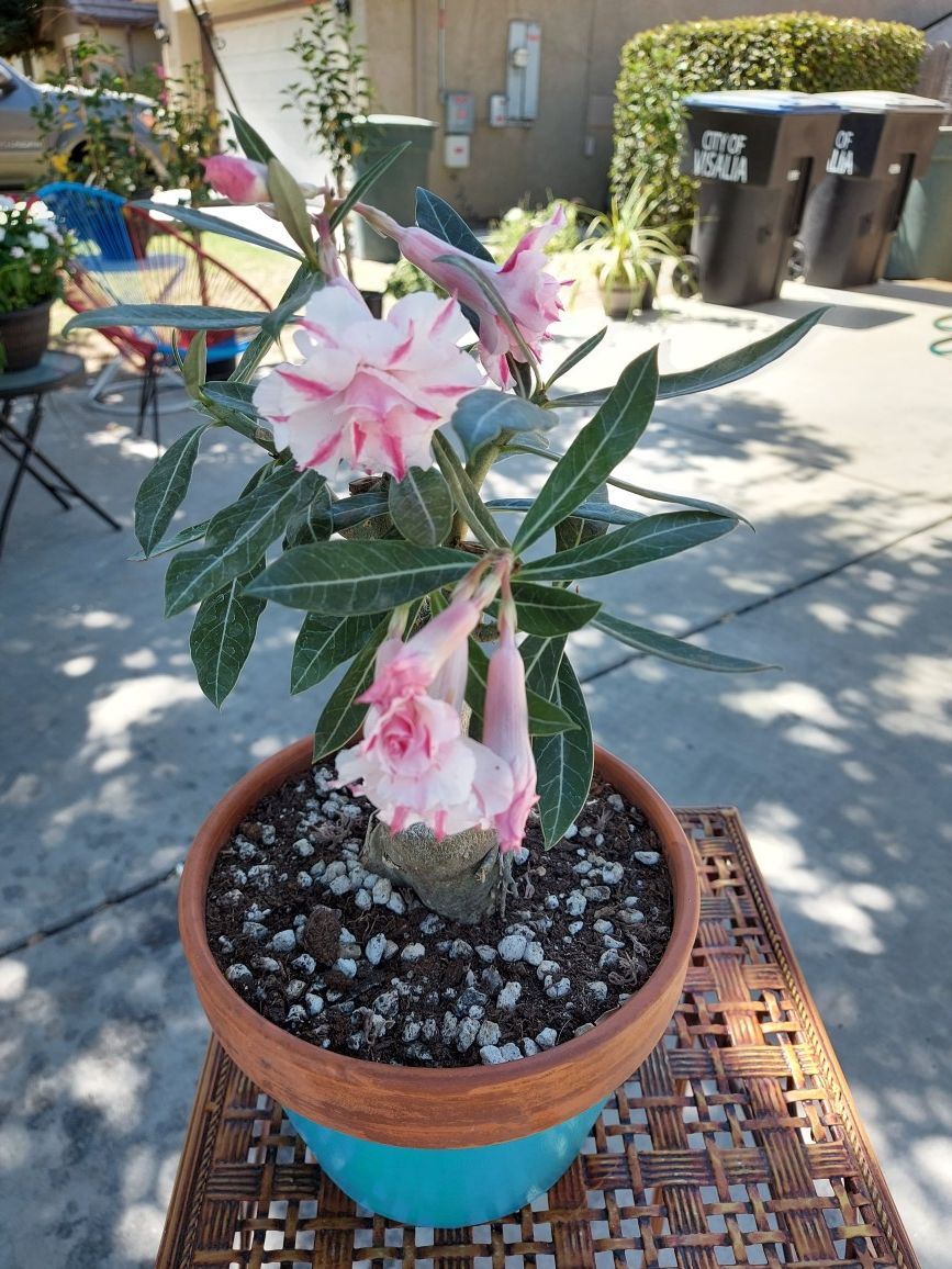 Dessert Rose Bonsai Style with White and Pink color Rose