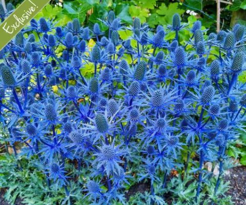 Sea holly Potted Plant