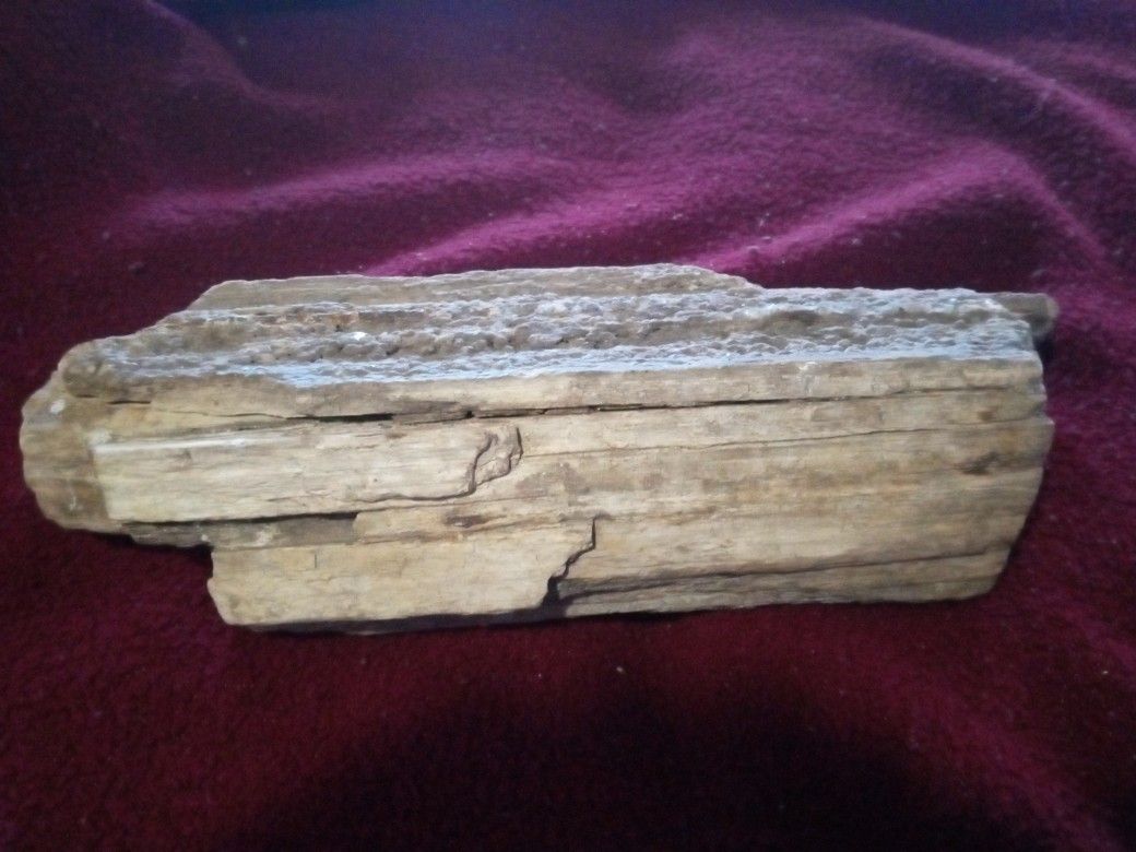 Fossilized Wood
