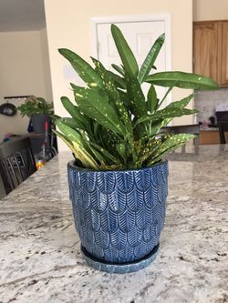 Beautiful Superstar Croton in blue/gray ceramic pot 🍃💙