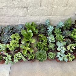 Multiple Types Of Succulents Plants