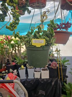 Hoya Hindu Rope Variegated