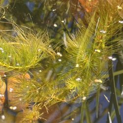 Live Pond Plant. Aquatic plant  Hornwort
