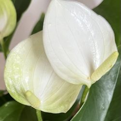 WHITE Anthurium - Indoor Garden Houseplant Plant