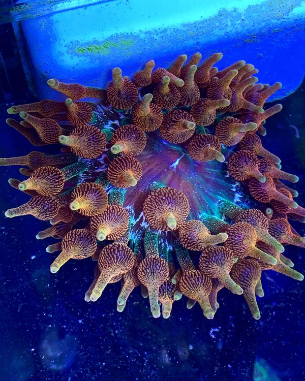 Colorado sunburst anemone coral for Sale in Miami, FL