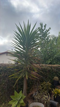 Yucca plant for free