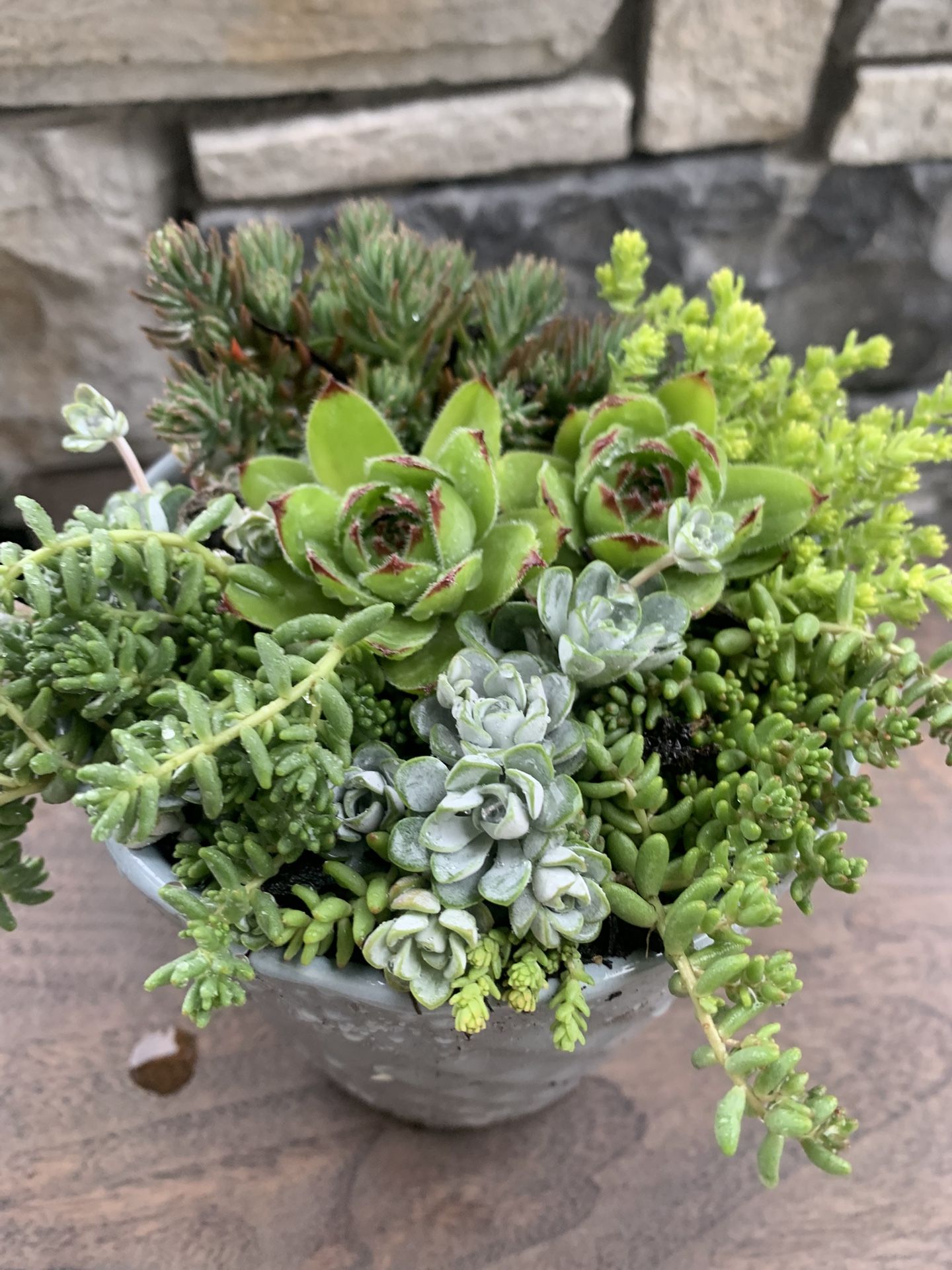 Live outdoor succulent arrangement in gray ceramic pot