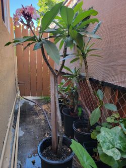 Light pink plumeria