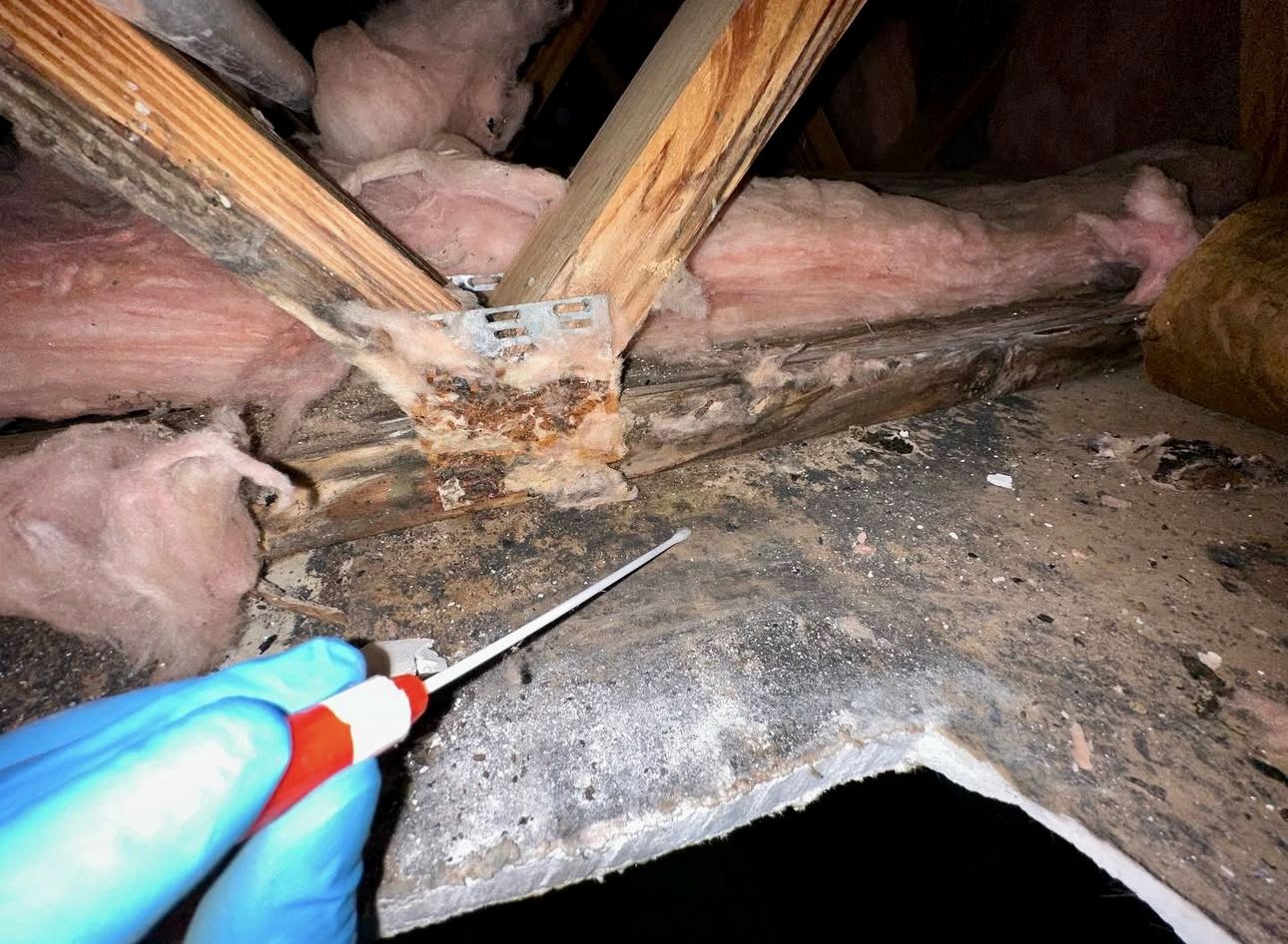Mold Test Mold Assessment