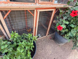 Outdoor Wooden Chicken Coop with Wire Mesh