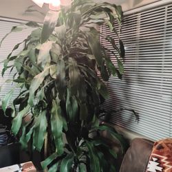 Corn Plant - 8 Ft With 5 Stocks