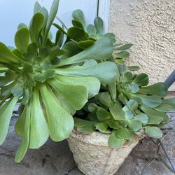 Green Plants For Landscaping