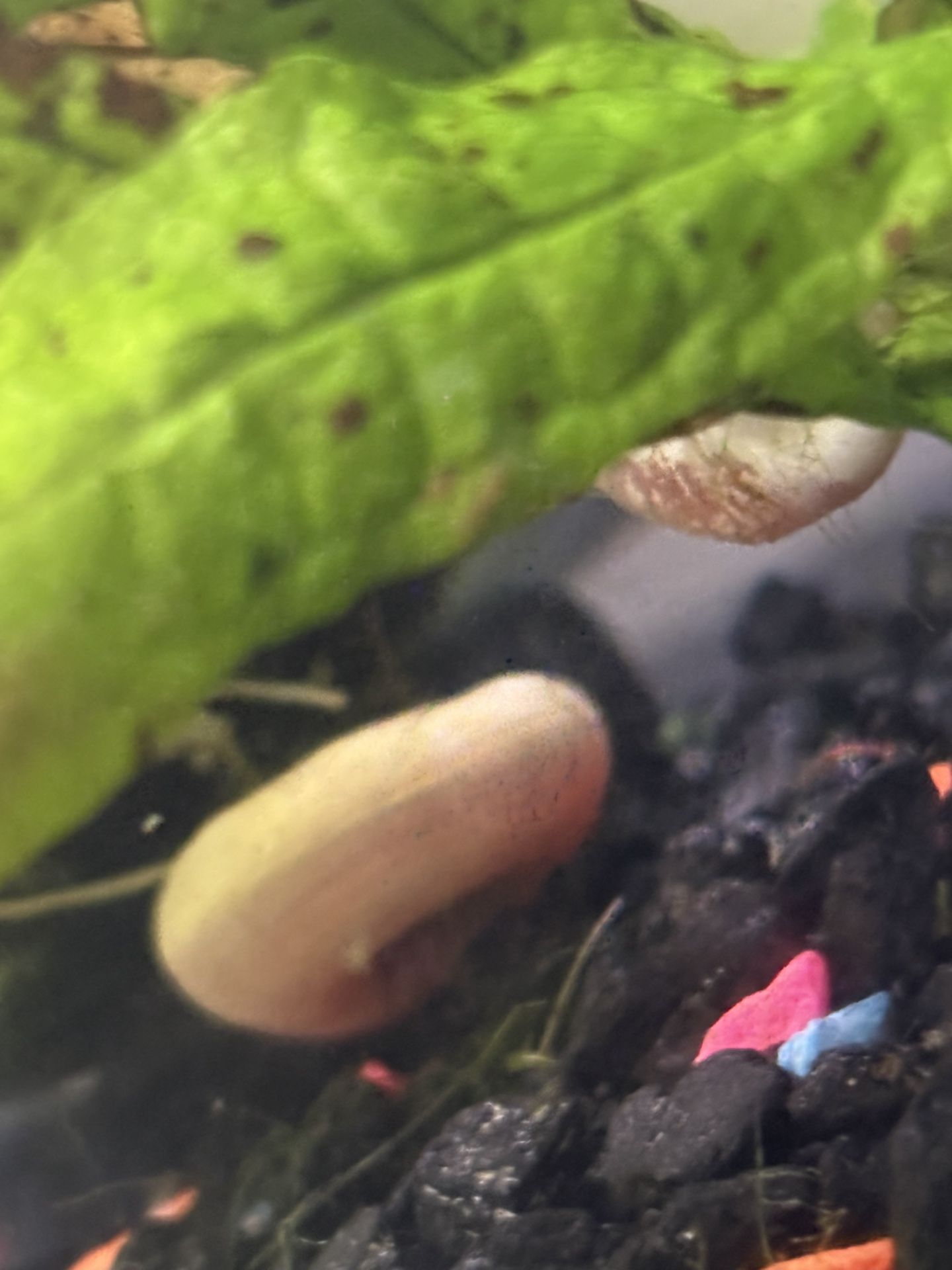 Free Snail 
