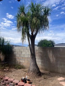 Large Mature Ponytail Palm Tree