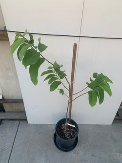 Grafted Cherimoya Tree