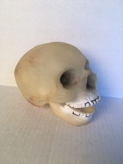 Realistic Life size rubber human skull for Halloween decoration