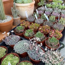 🌵West Covina’s Hidden Gem – Gorgeous Succulents And Cacti for Sale