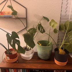 Medium Size Monstera Plants