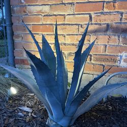 Agave Americana