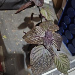Purple Perilla/ Shisu Plant/Beefsteak plant