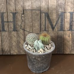 Cactus Trio - Live Plant In 5 Inch Nursery Pot - Delivery Available 