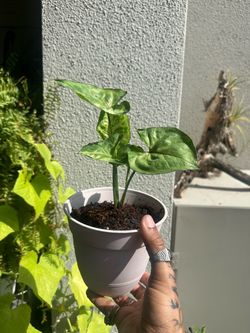 Syngonium