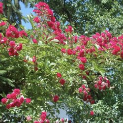 Old fashion rambler rose ( Crimson Rambler)