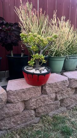 Jade Succulent Plant
